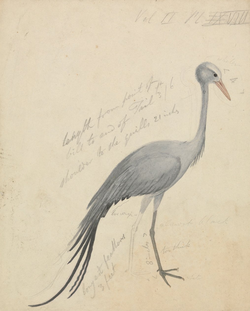 Egy daru alkotó: James de Carle Sowerby