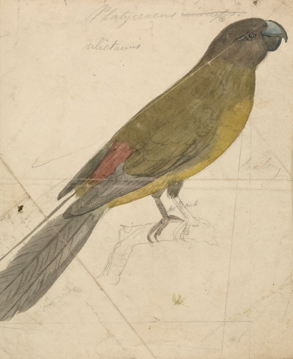Papagáj alkotó: James de Carle Sowerby