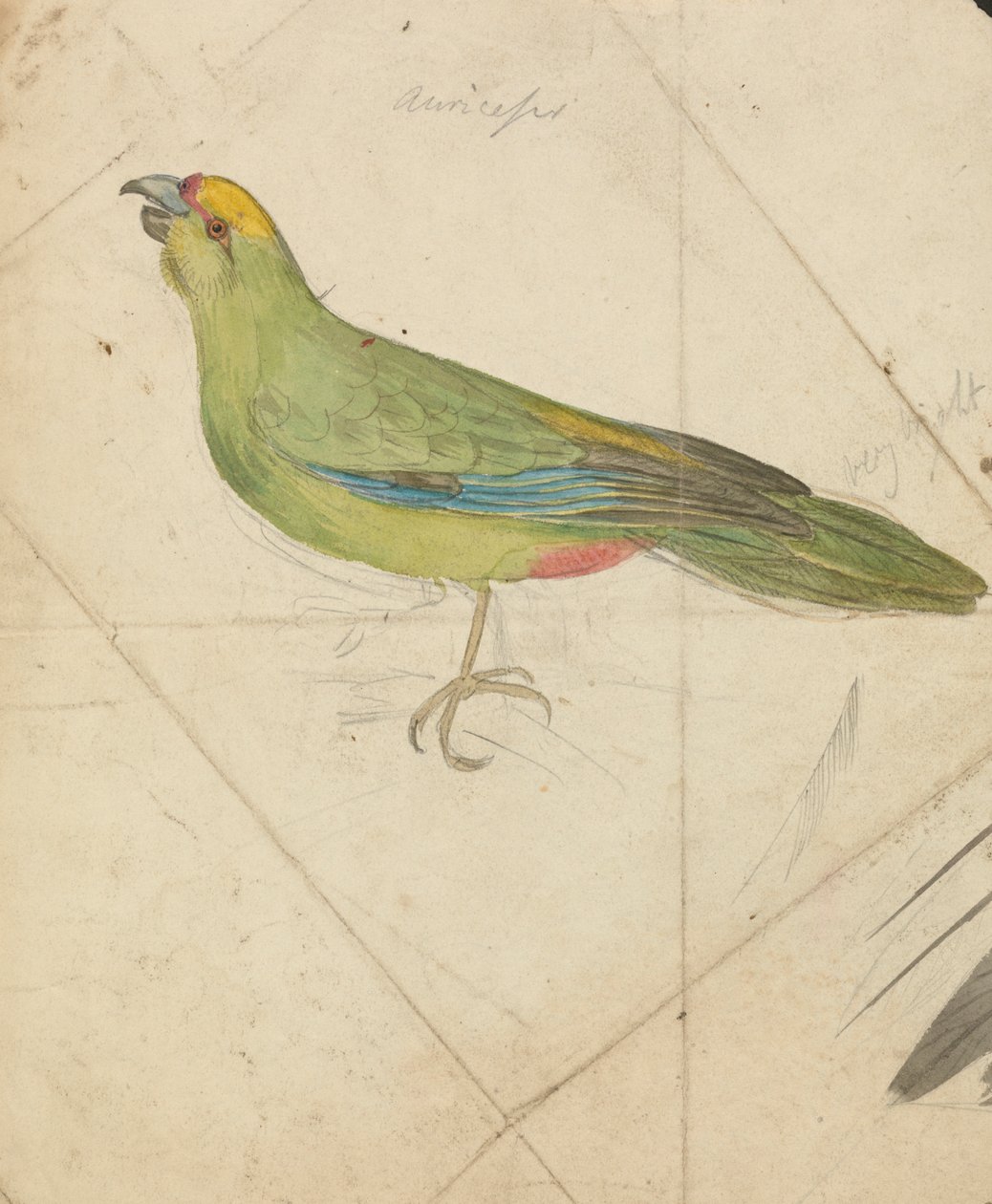 Papagáj alkotó: James de Carle Sowerby
