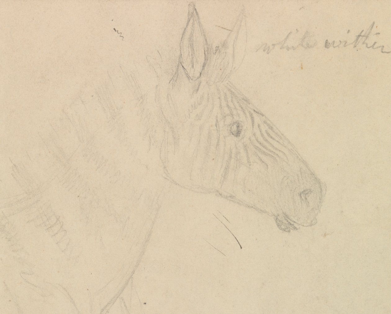 Zebra alkotó: James de Carle Sowerby