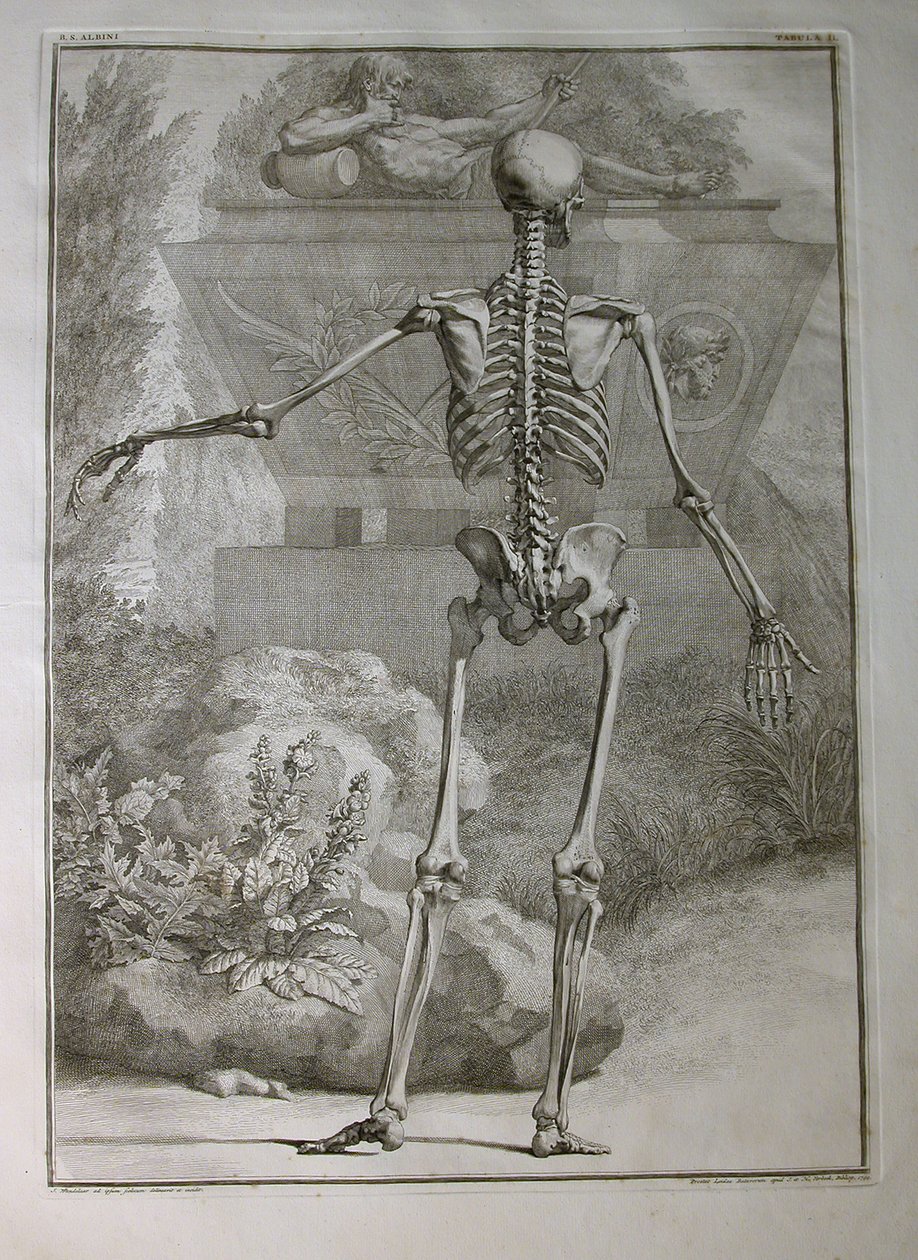 Albinus I, Pl. II: Csontváz, illusztráció az „Az emberi test vázizomzatai” című művéből, Bernhard Siegfried Albinus (1697-1770), kiadó: J.undH. Verbeek, bibliop., Leiden, 1740 (metszet alkotó: Jan Wandelaar