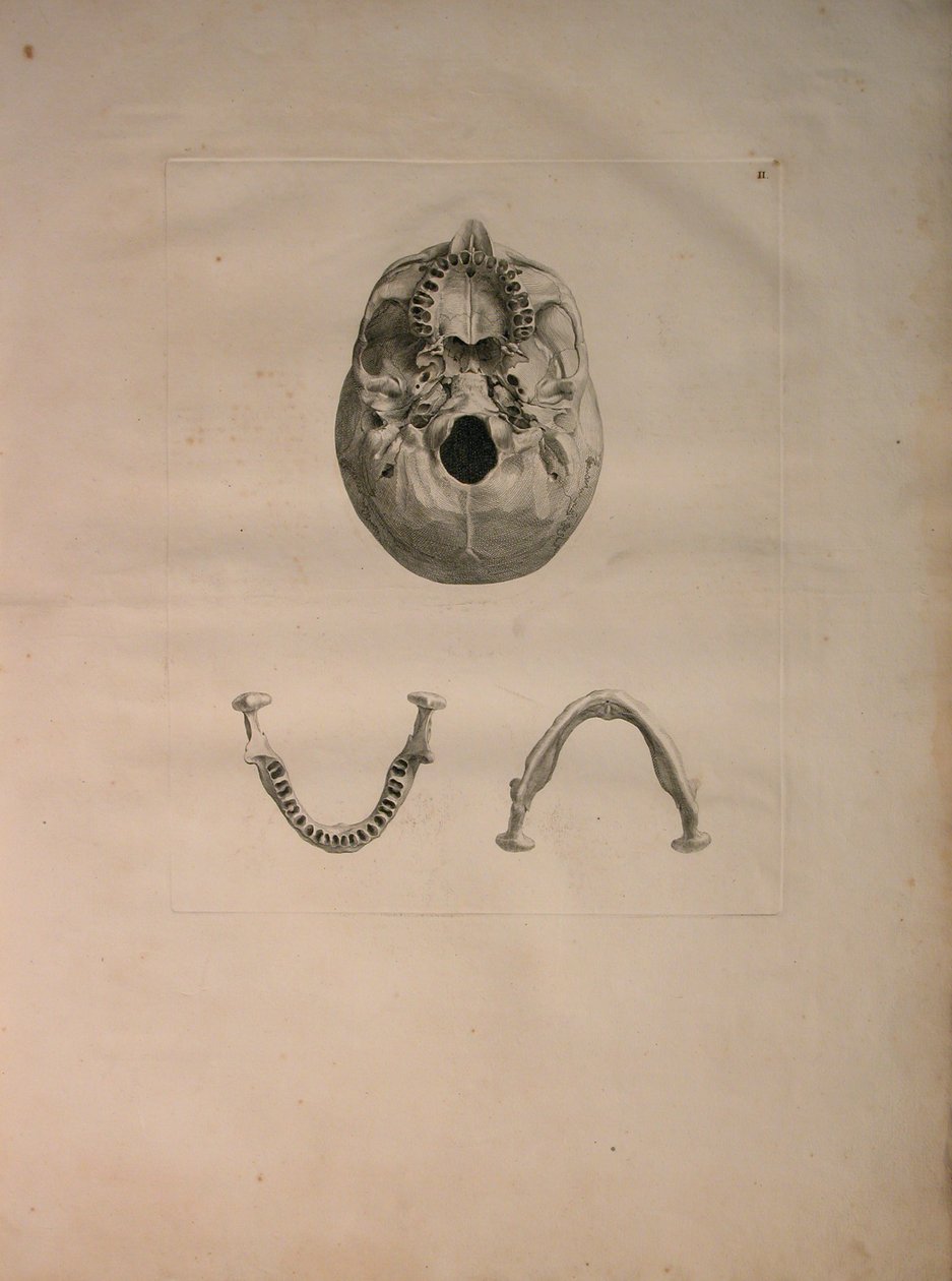 Albinus II, Pl. II, Koponya, illusztráció az „Emberi csontok táblázataiból”, Bernhard Siegfried Albinus (1697-1770), kiadó: J.undH. Verbeek, bibliop. 1753, Leiden, 1729 körül alkotó: Jan Wandelaar