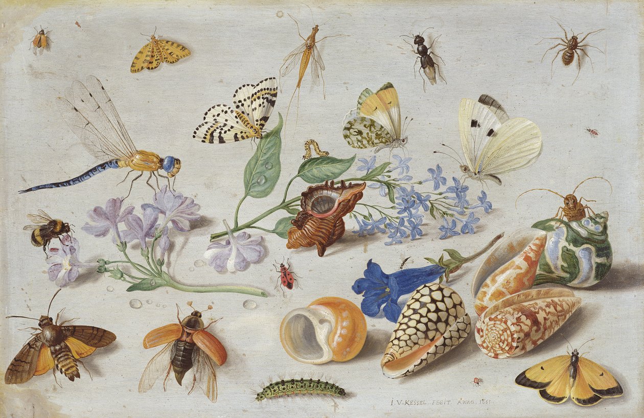 Pillangók és más rovarok, 1661 (olaj, réz) alkotó: Jan van Kessel the Elder
