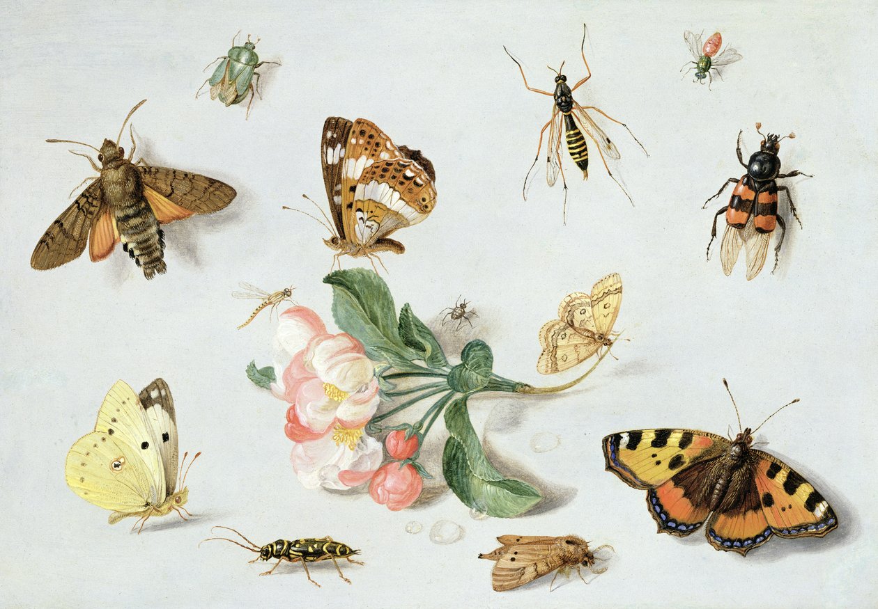 Pillangók, lepkék és más rovarok almavirággal (olaj rézre) alkotó: Jan van Kessel the Elder