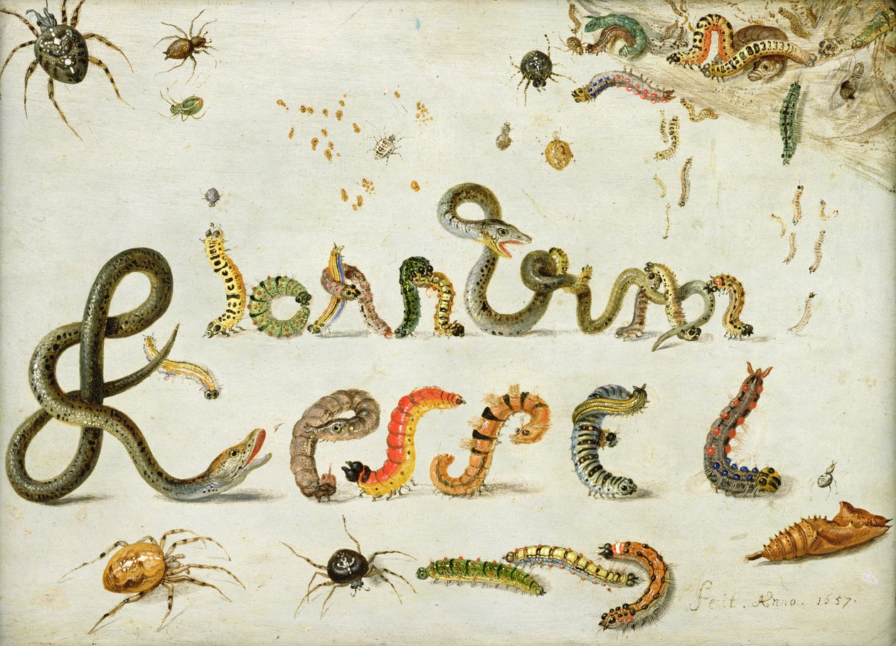 Kert és egyéb pókok, hernyók a művész nevét írják, 1657 (olaj, réz) alkotó: Jan van Kessel the Elder