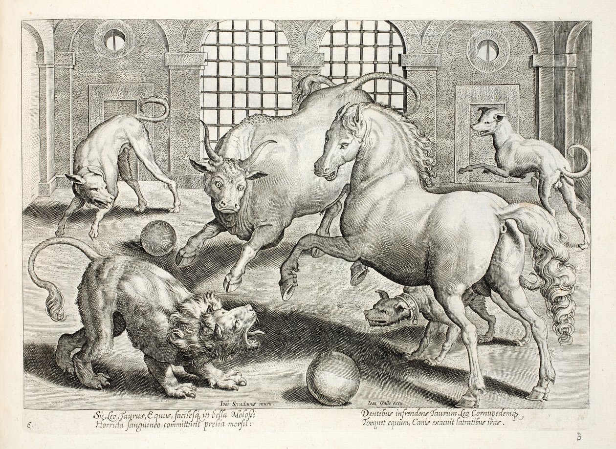 Heves, véres harc oroszlán, bika és ló között, dühösen ugató kutyákkal körülvéve, illusztráció a „Venationes, Ferarum, Avium, Piscium” (Vadászatról: Vadállatok, madarak, halak) című művéből, metszett Ja alkotó: Jan van der Straet