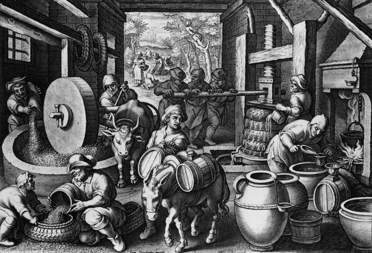 Olajbogyóolaj, 12. tábla a „Nova Repertától”, Philip Galle metszet, 1580-1605 körül alkotó: Jan van der Straet
