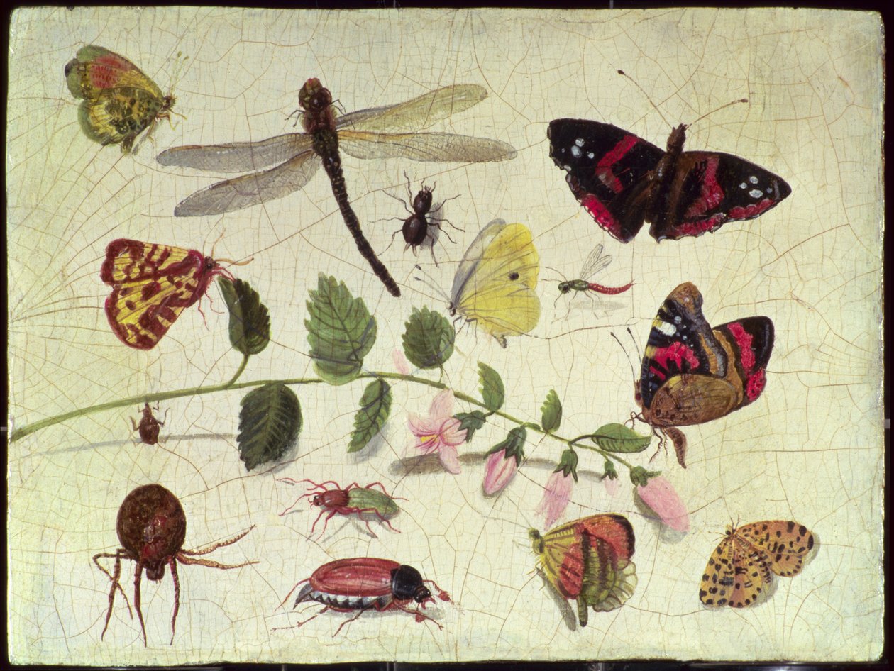 Pillangók, rovarok és virágok (panel) alkotó: Jan van Kessel the Elder
