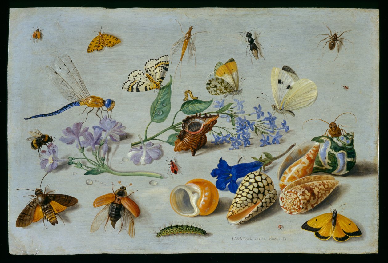 Pillangók és más rovarok, 1661 (olaj, réz) alkotó: Jan van Kessel the Elder