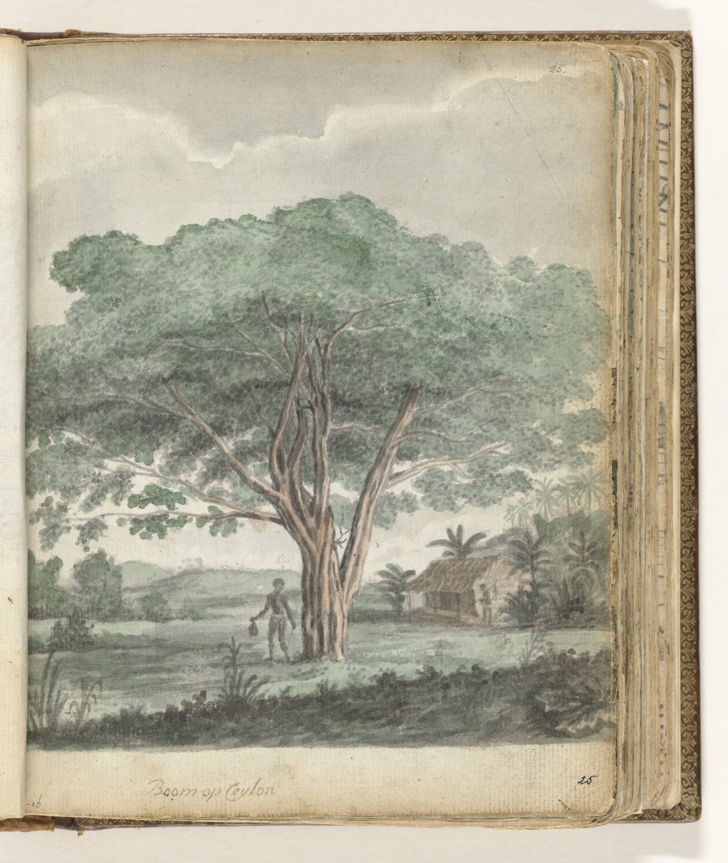 Boom op Ceylon alkotó: Jan Brandes
