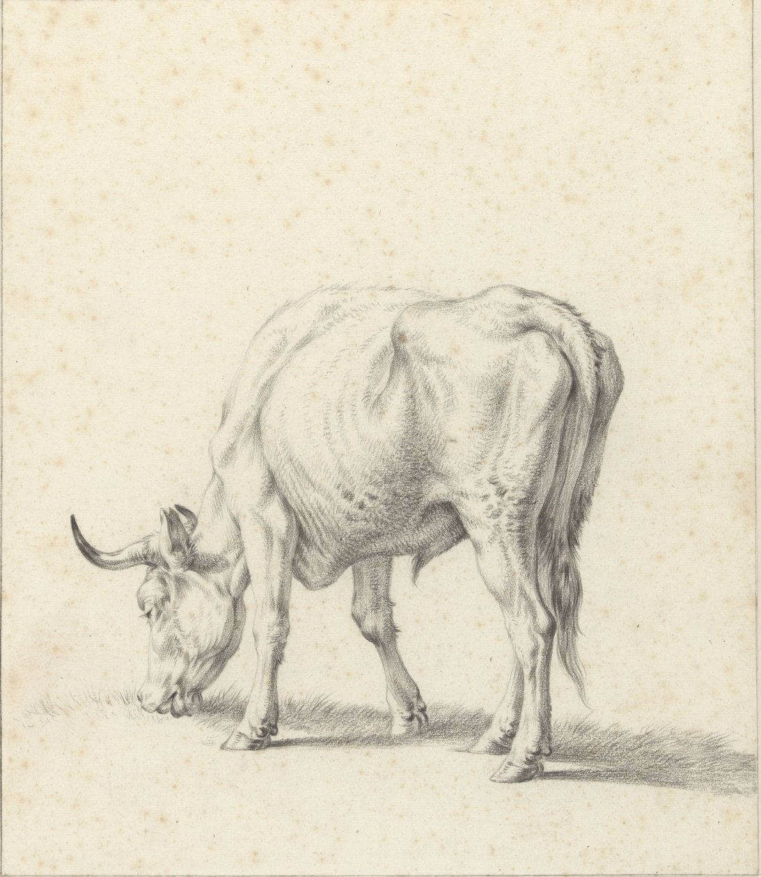legelő bika alkotó: Jan Kobell (II)