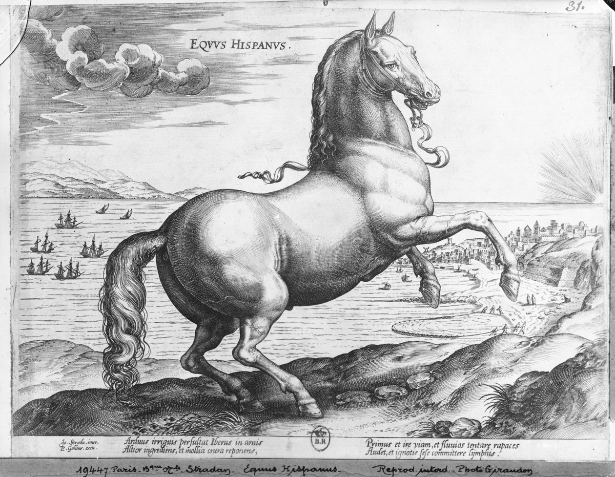 spanyol ló alkotó: Jan van der Straet