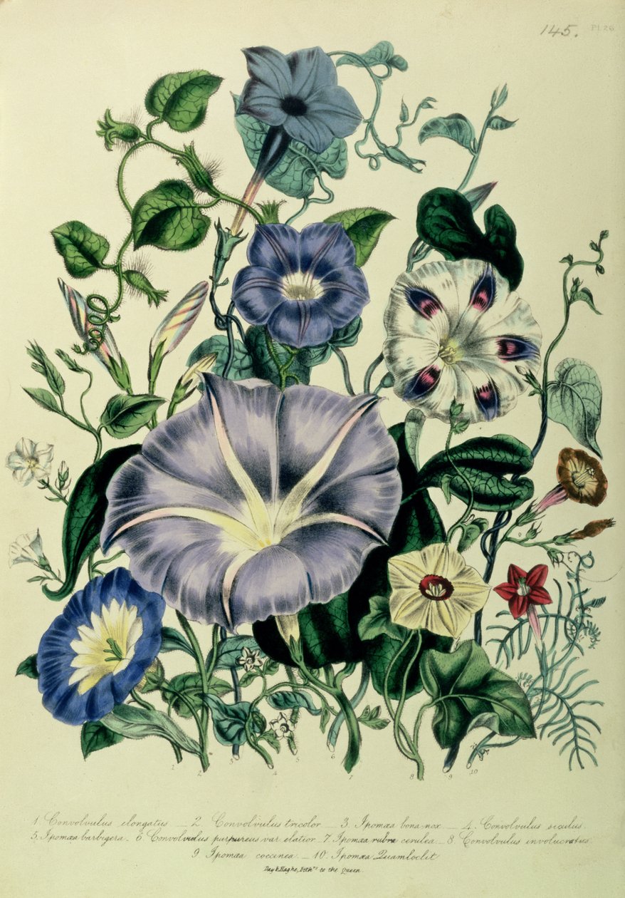 Bindweed, 26. tábla a „The Ladies