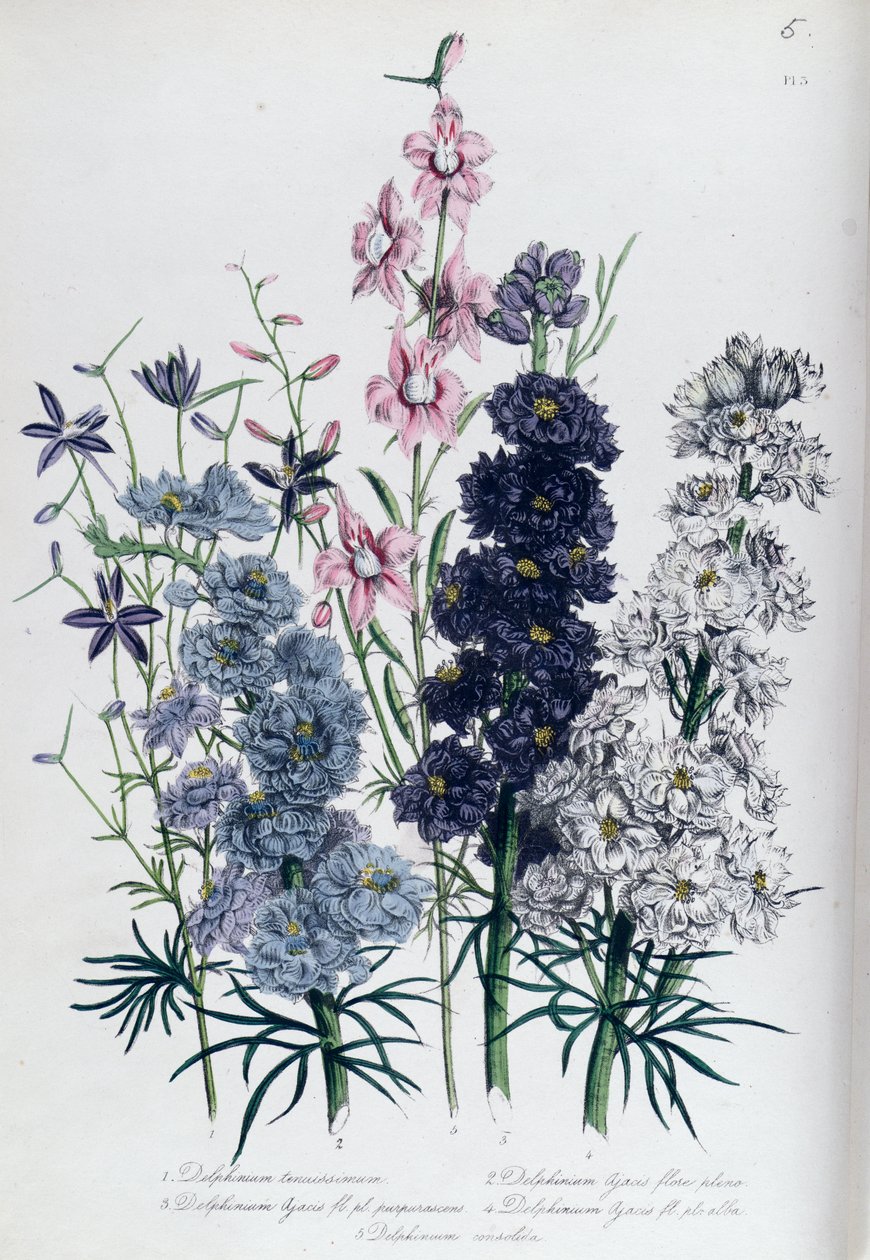 Delphiniumok, 3. lemez a „The Ladies