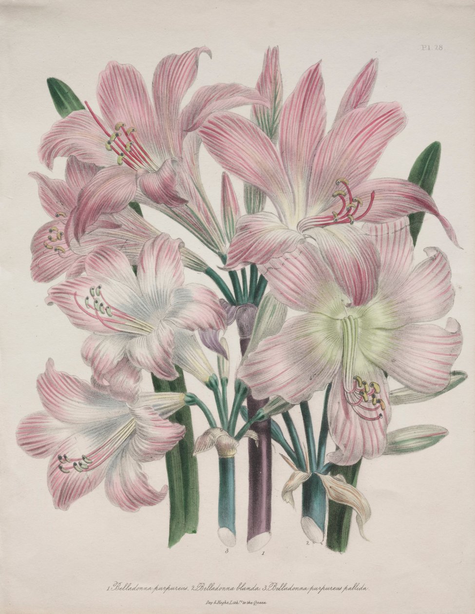 Belladonna Lily: Amaryllis belladonna. alkotó: Jane Loudon