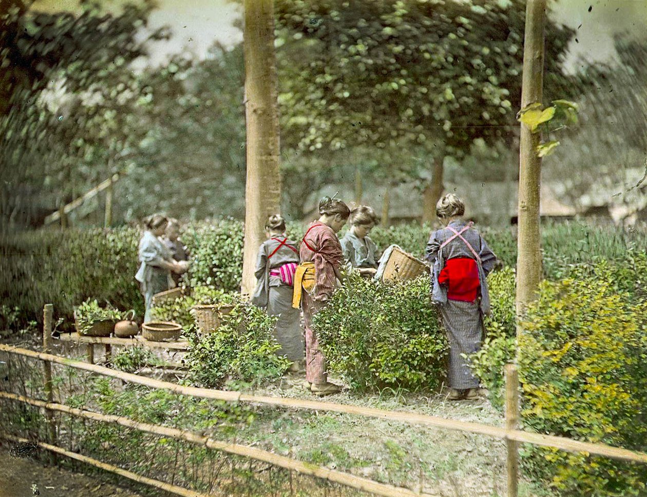 Tea szedése, 1880 körül alkotó: Japanese School