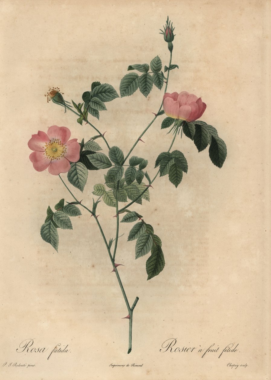 Rosa foetida, Rosier egy gyümölcs fetide. alkotó: Jean Baptiste Chapuy