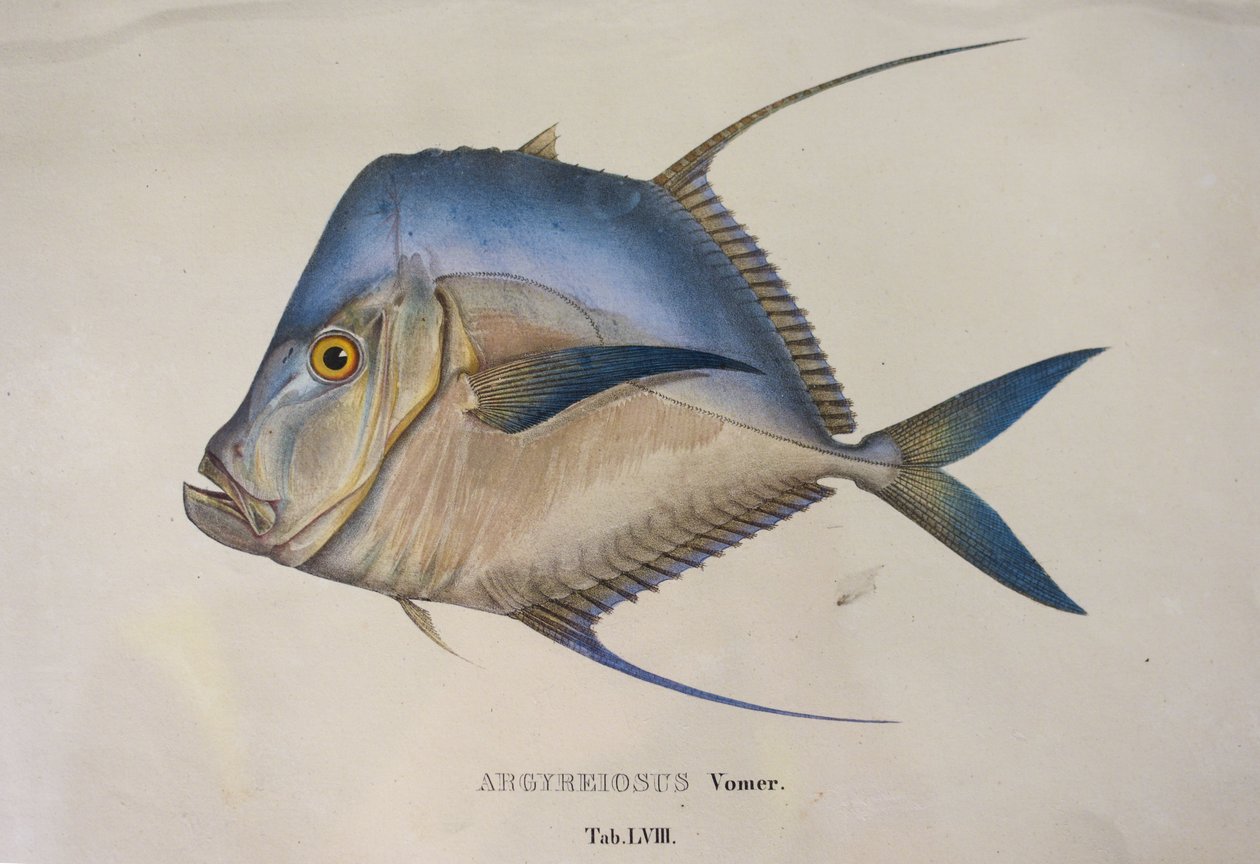 Argyreiosus vomer alkotó: Jean Baptiste Debret