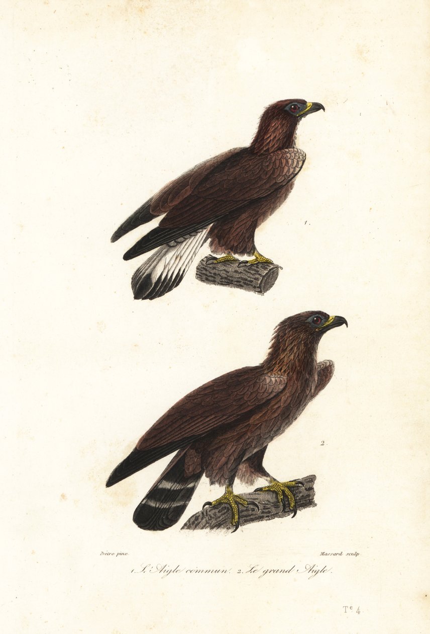 Arany sas, Aquila chrysaetos. alkotó: Jean Gabriel (after) Pretre