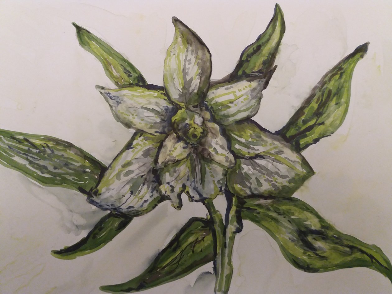 Zöld orchidea alkotó: Jeannette Stein