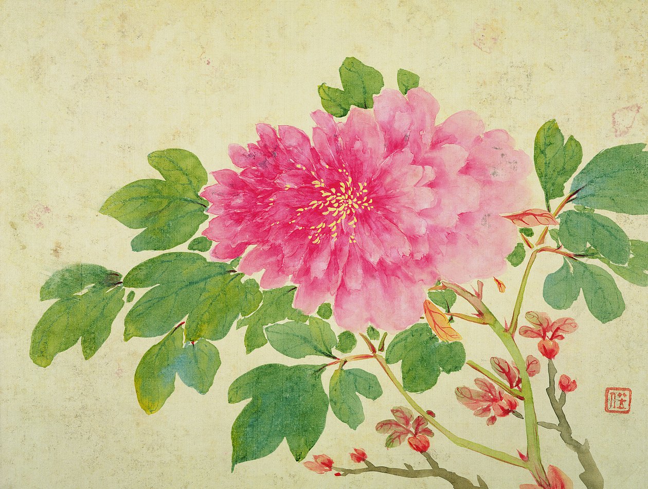 Pünkösdi rózsa festmény, a Virágok, Gyümölcsök, Madarak és Állatok festményei albumából, 1774 körül (wc papíron) alkotó: Jiang Yu