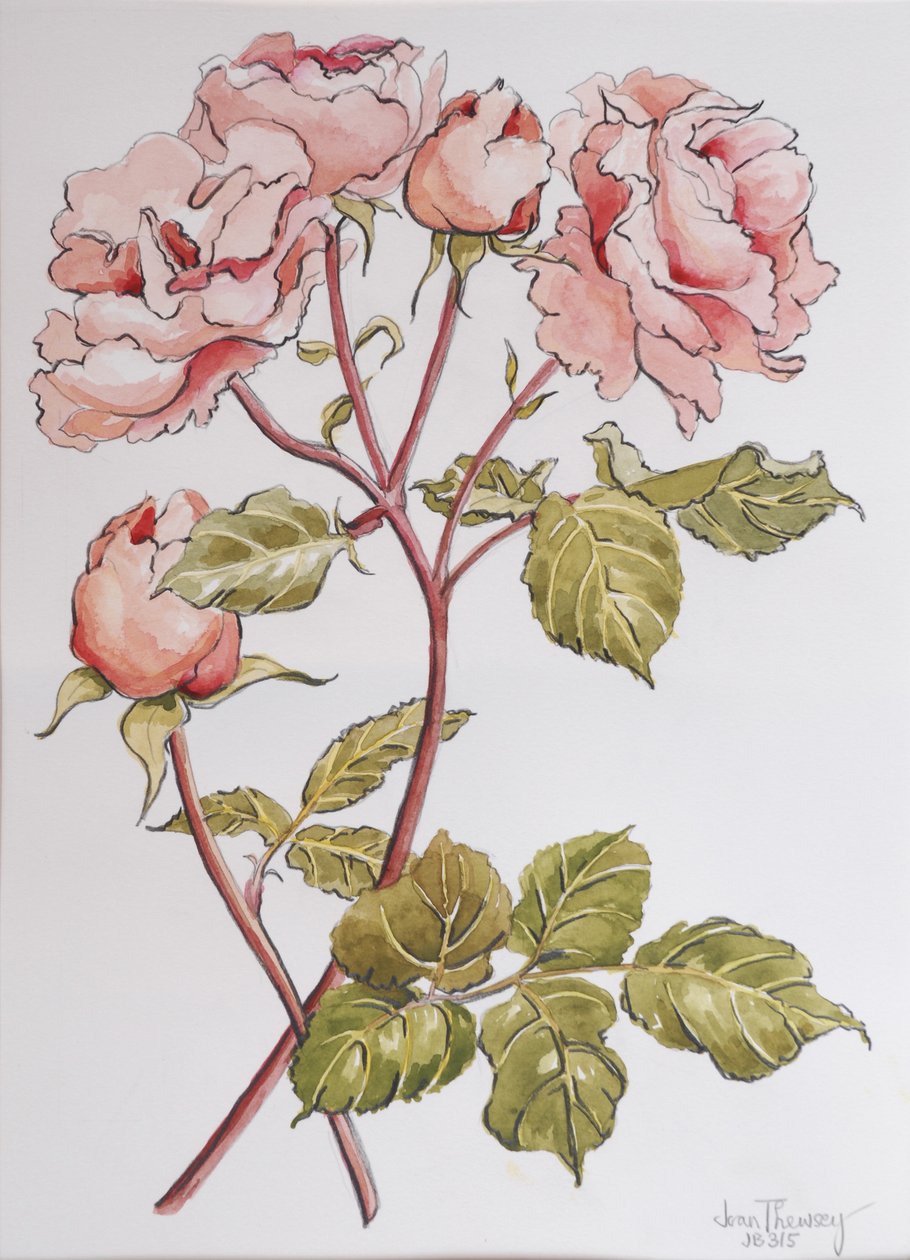 Roses, Abraham Derby, 2012, (ceruza és akvarell kézzel készített papíron) alkotó: Joan Thewsey