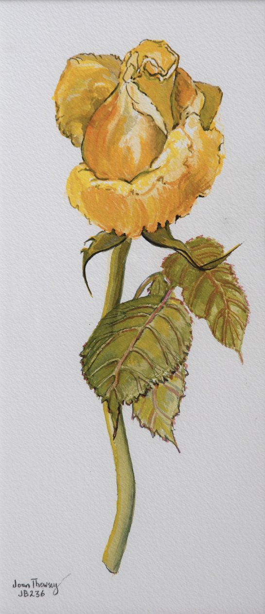 Single Yellow Rose Arthur Bell 2006 (vízfesték papíron) alkotó: Joan Thewsey