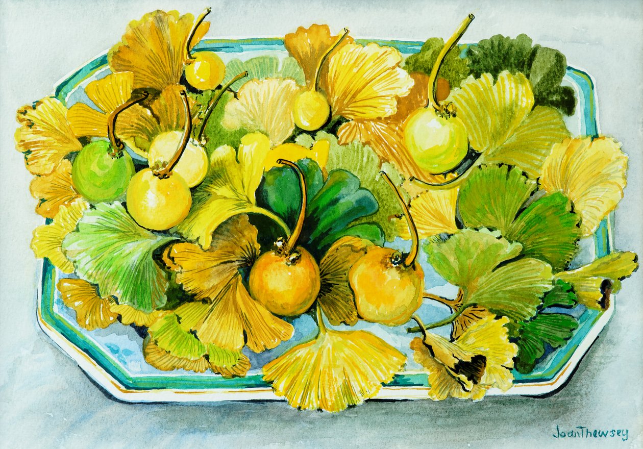 Ginkgo, gyümölcs és levelek, 2010, akvarell alkotó: Joan Thewsey