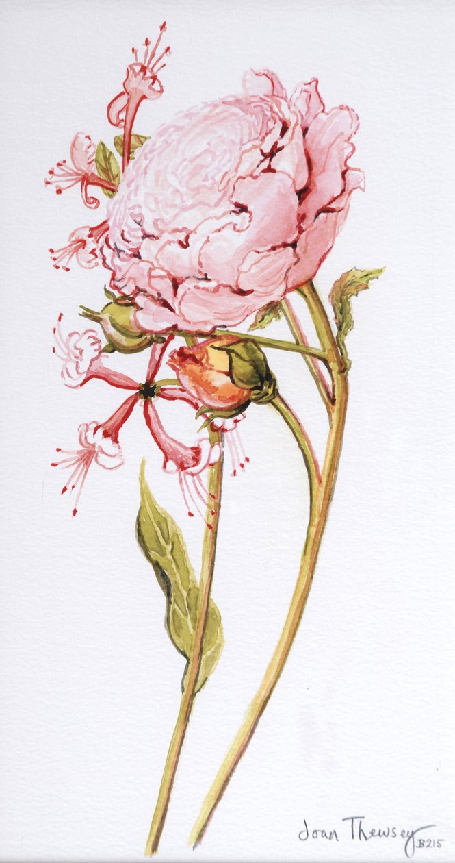 Pink Rose, Abraham Derby Honeysuckle-val, 2008 alkotó: Joan Thewsey