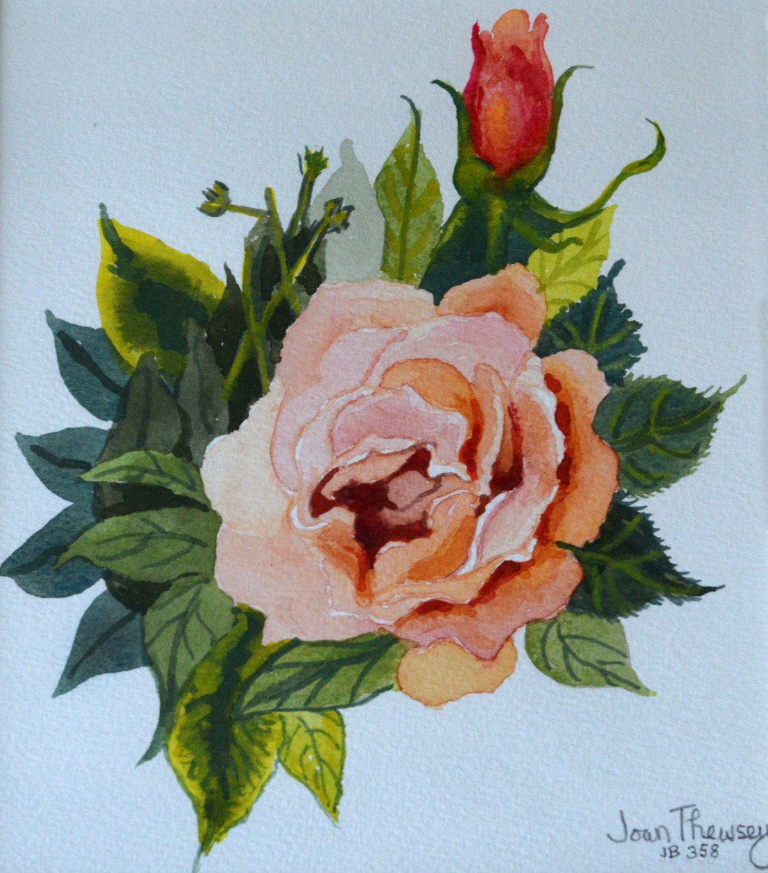 Pink Rose and Bud, 1986,, alkotó: Joan Thewsey