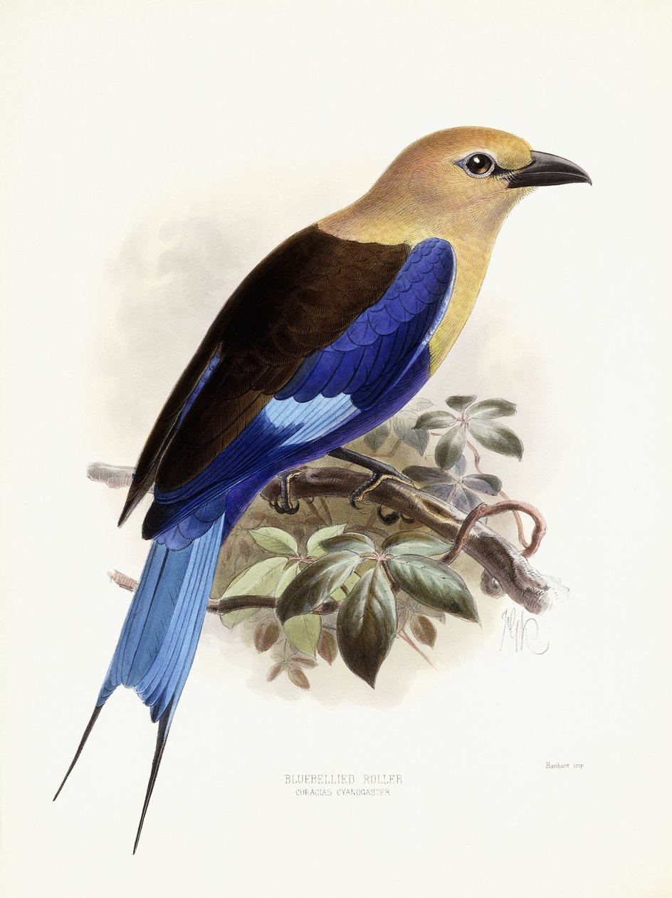 Kékhasú henger, 1893 alkotó: Johan Gerard Keulemans