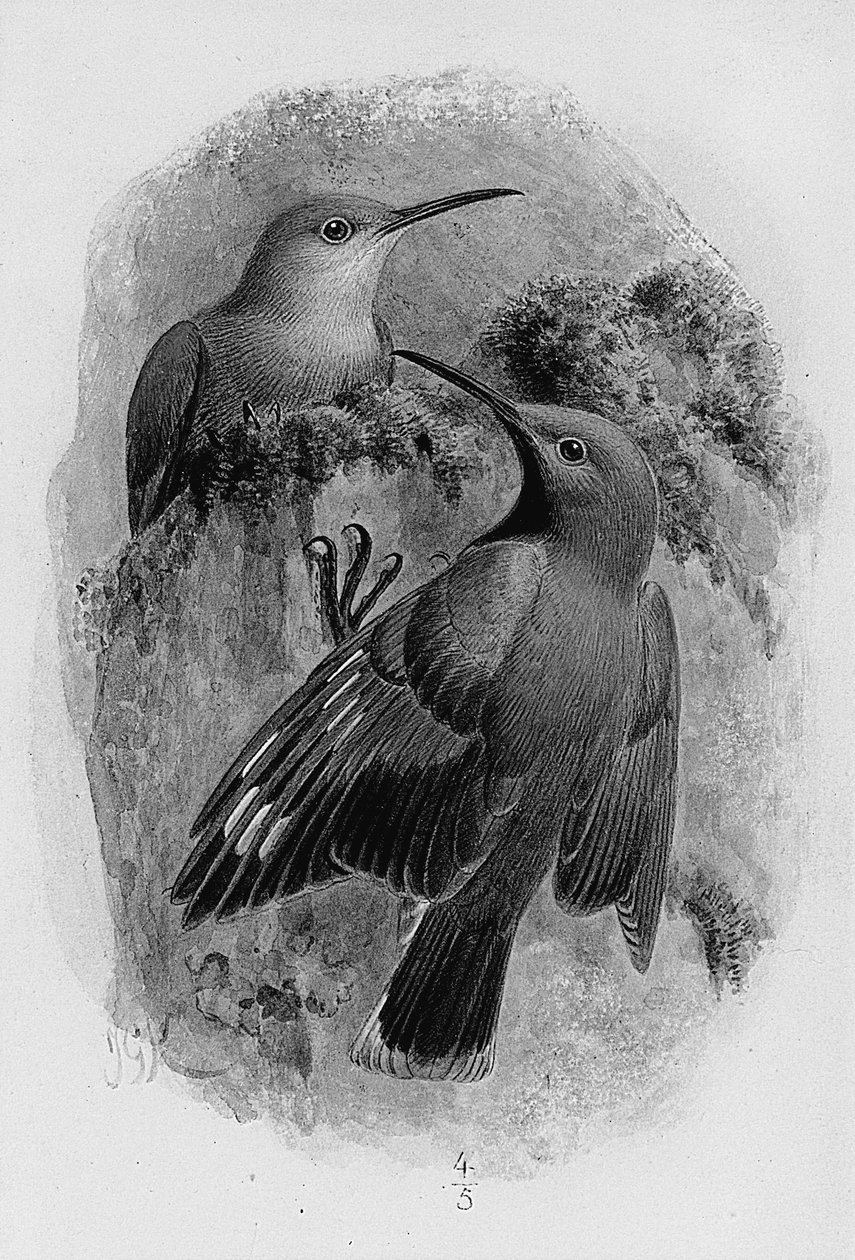 Falimászó pár alkotó: Johan Gerard Keulemans