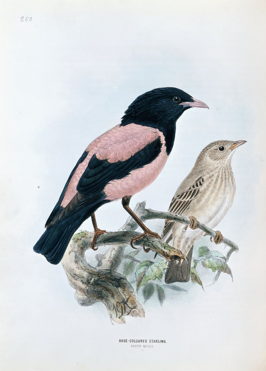 Rózsaszínű Starling alkotó: Johan Gerard Keulemans