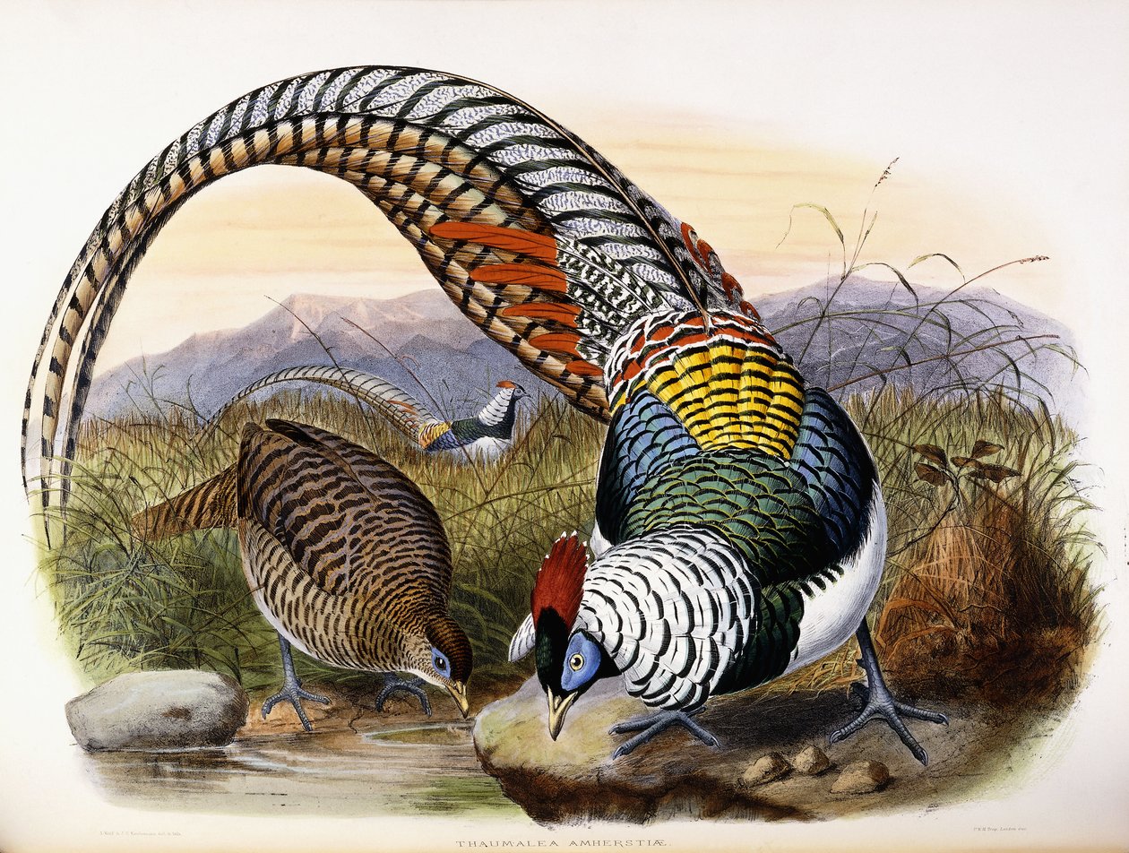 Thaumalea Amherstiae alkotó: Johan Gerard Keulemans