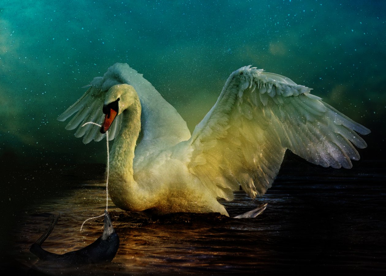 Bird Kingdom 6, 2018 (digitális fotóművészet) alkotó: Johan Lilja