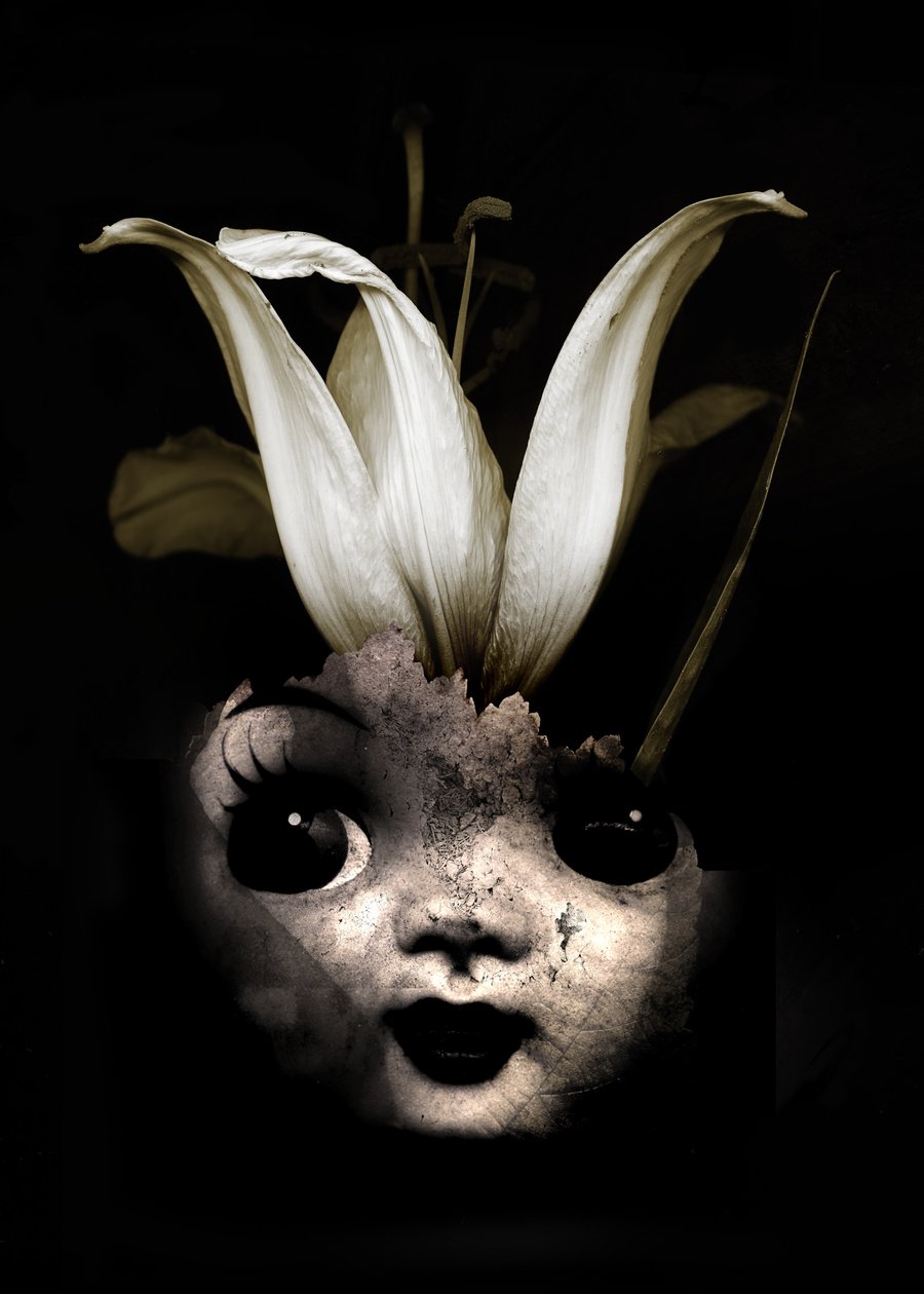 Babavirág, 2013 (fotó) alkotó: Johan Lilja