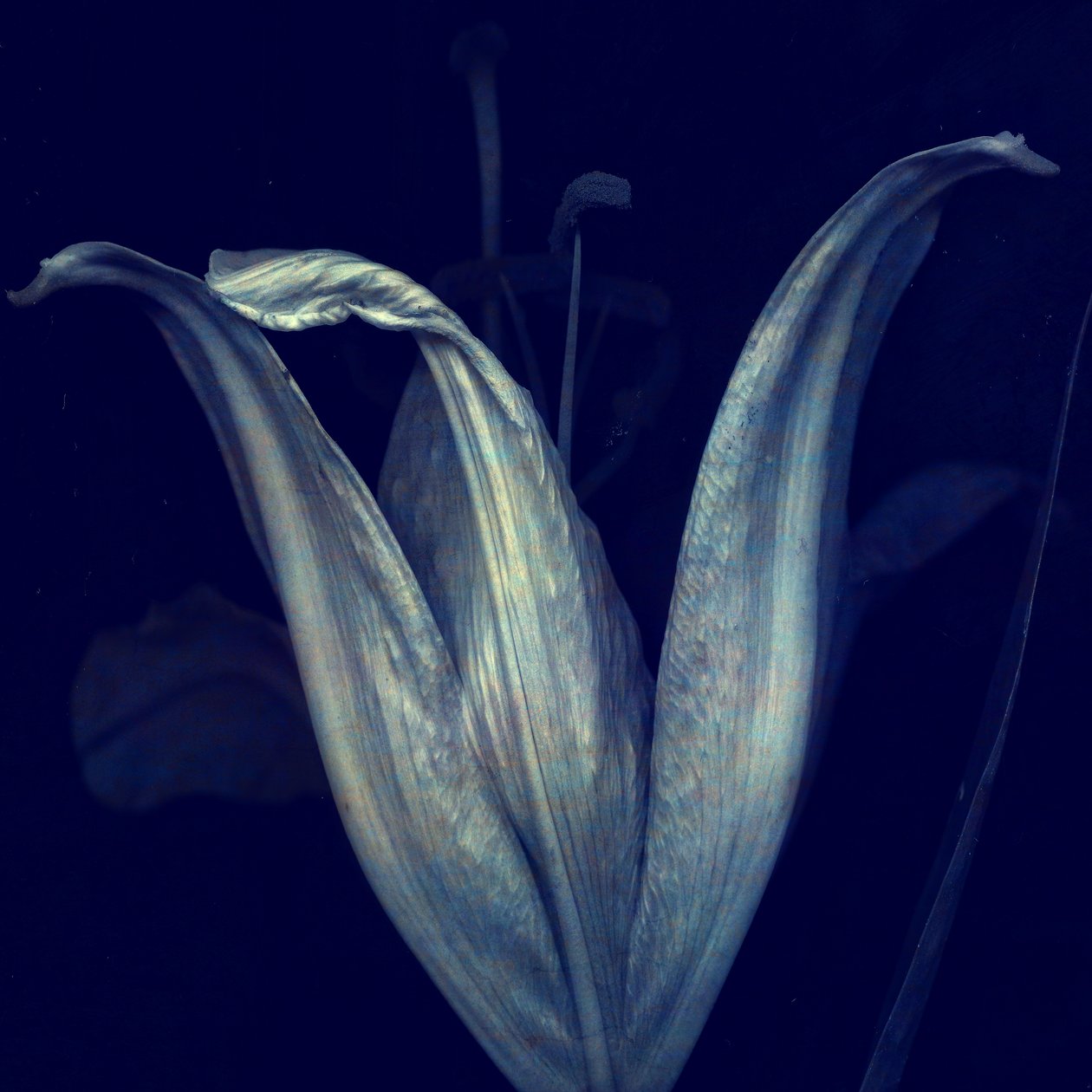 Lily 1, 2018 (digitális fotóművészet) alkotó: Johan Lilja