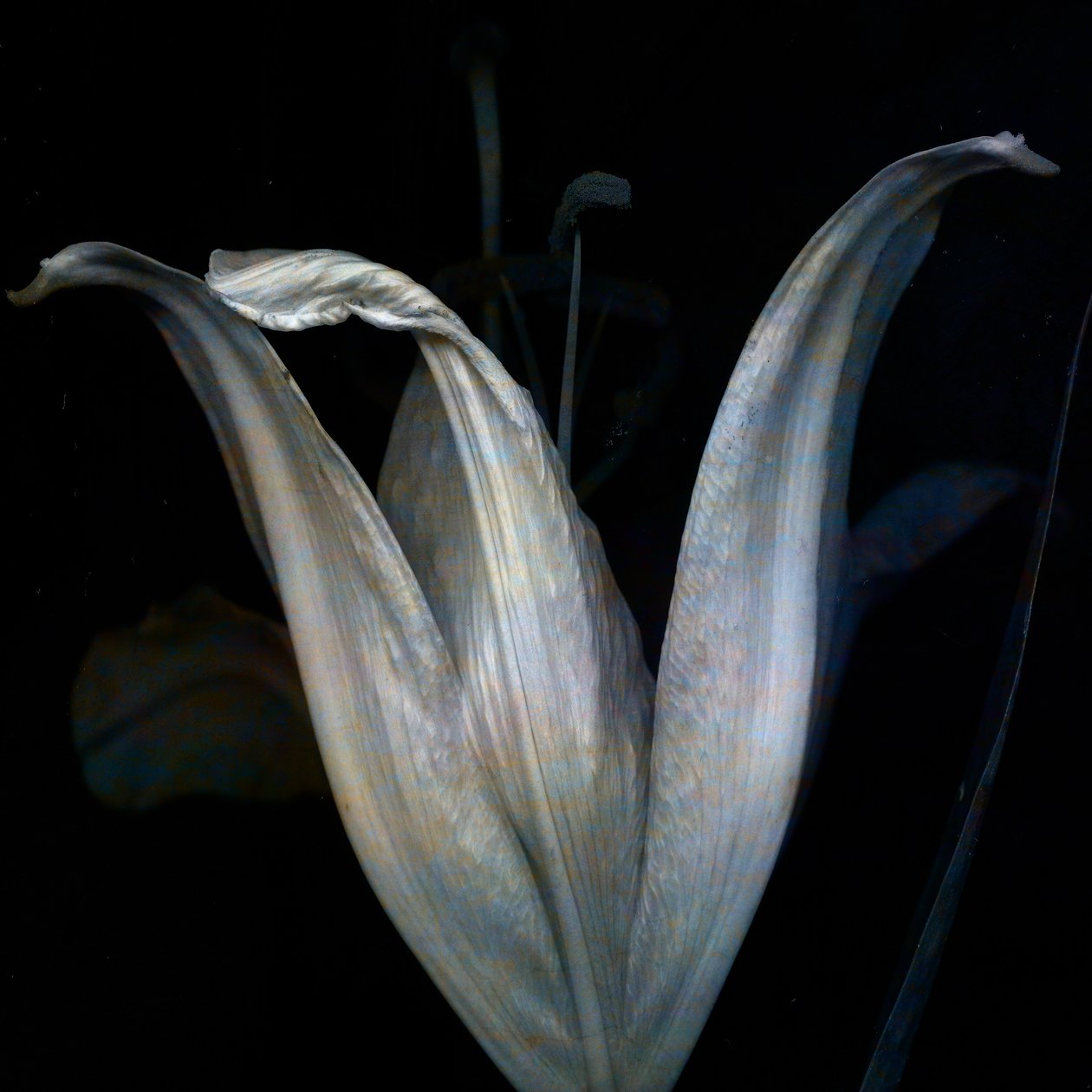 Lily 3, 2018 (digitális fotóművészet) alkotó: Johan Lilja