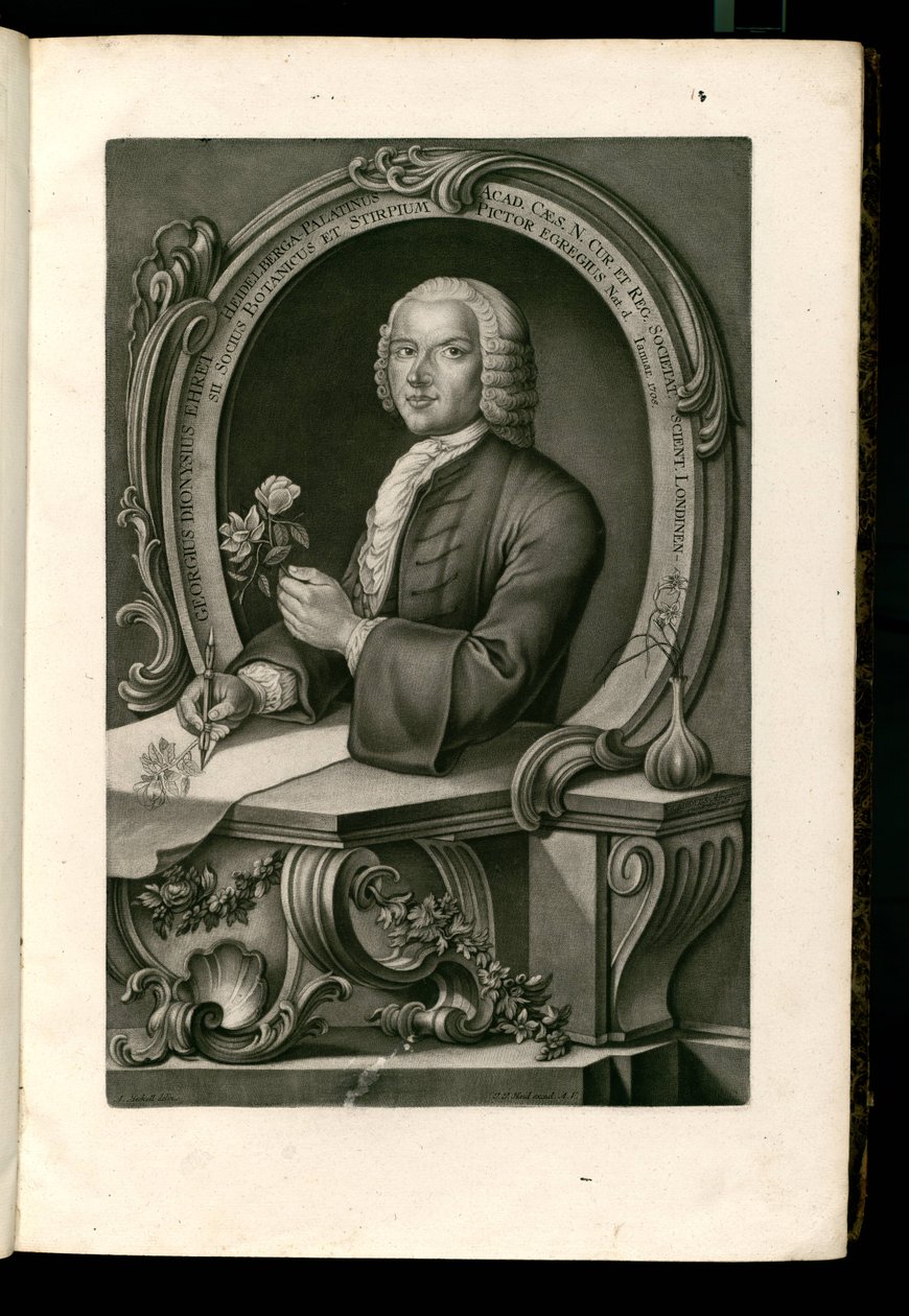 George Dionysius Ehret alkotó: Johann Jakob Haid