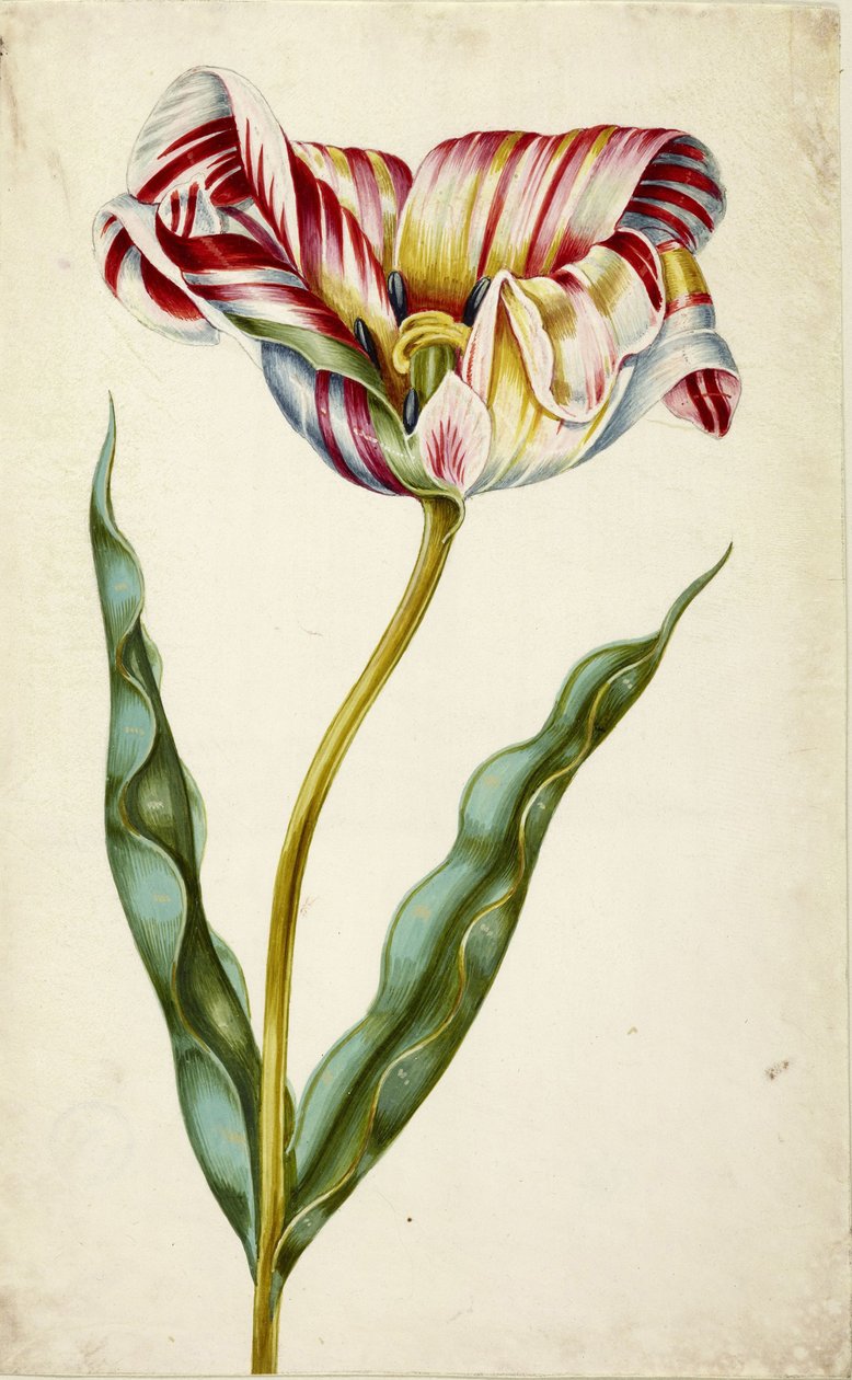 Tulipán, c. 1660. alkotó: Johann Bartholomäus Braun