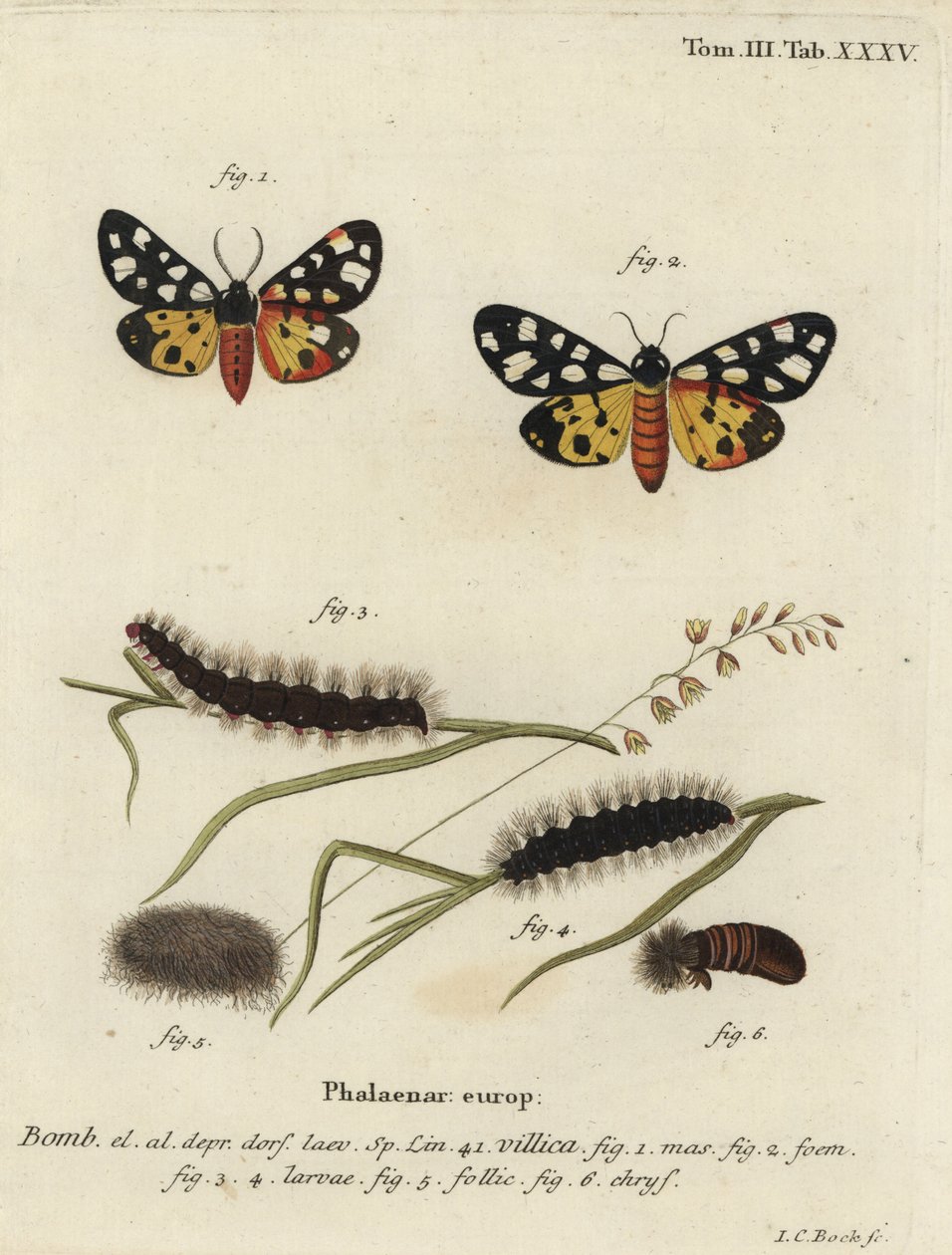 Krémfoltos tigrismoly, Epicallia villica alkotó: Johann Carl Bock