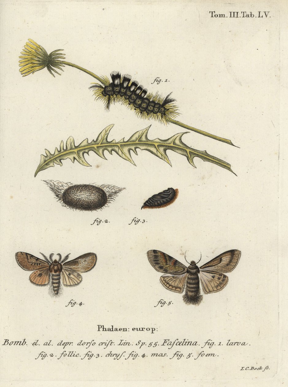 Sötét tuskó, Dicallomera fascelina. alkotó: Johann Carl Bock