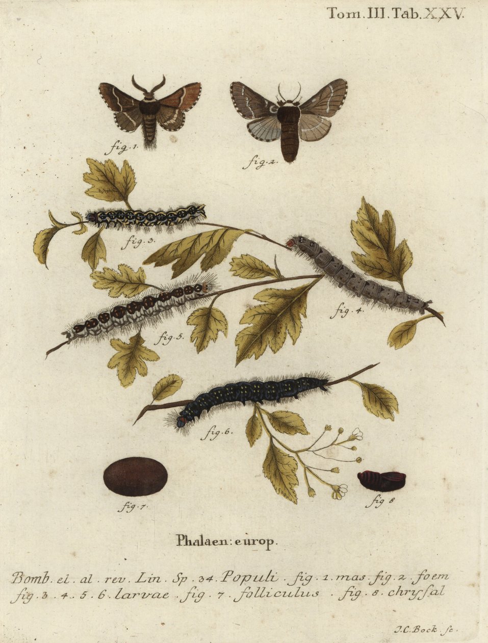 Decemberi lepke, Poecilocampa populi. alkotó: Johann Carl Bock
