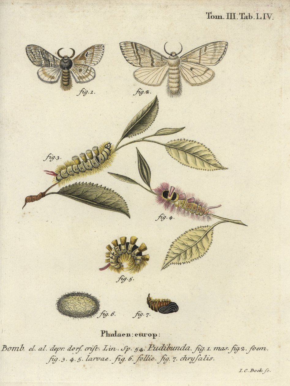Halvány tuskó, Calliteara pudenda. alkotó: Johann Carl Bock