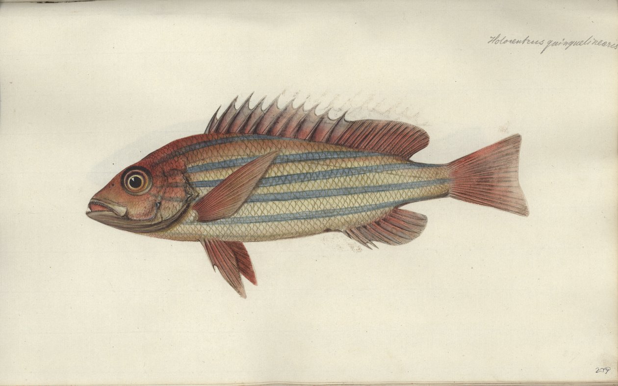 Lutjanus quinquelineatus, 1790 előtt alkotó: Johann Friedrich Hennig