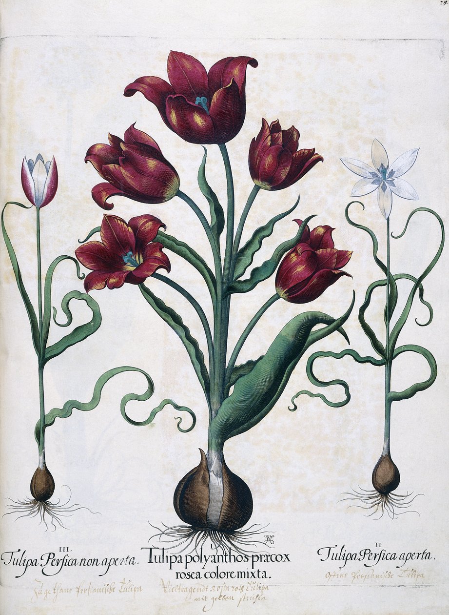 Tulipán, 1613 alkotó: Johann Friedrich Meyer