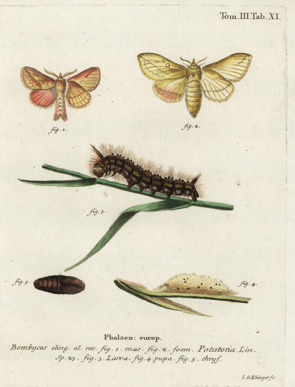 Ivómoly, Euthrix potatoria. alkotó: Johann Georg Klinger