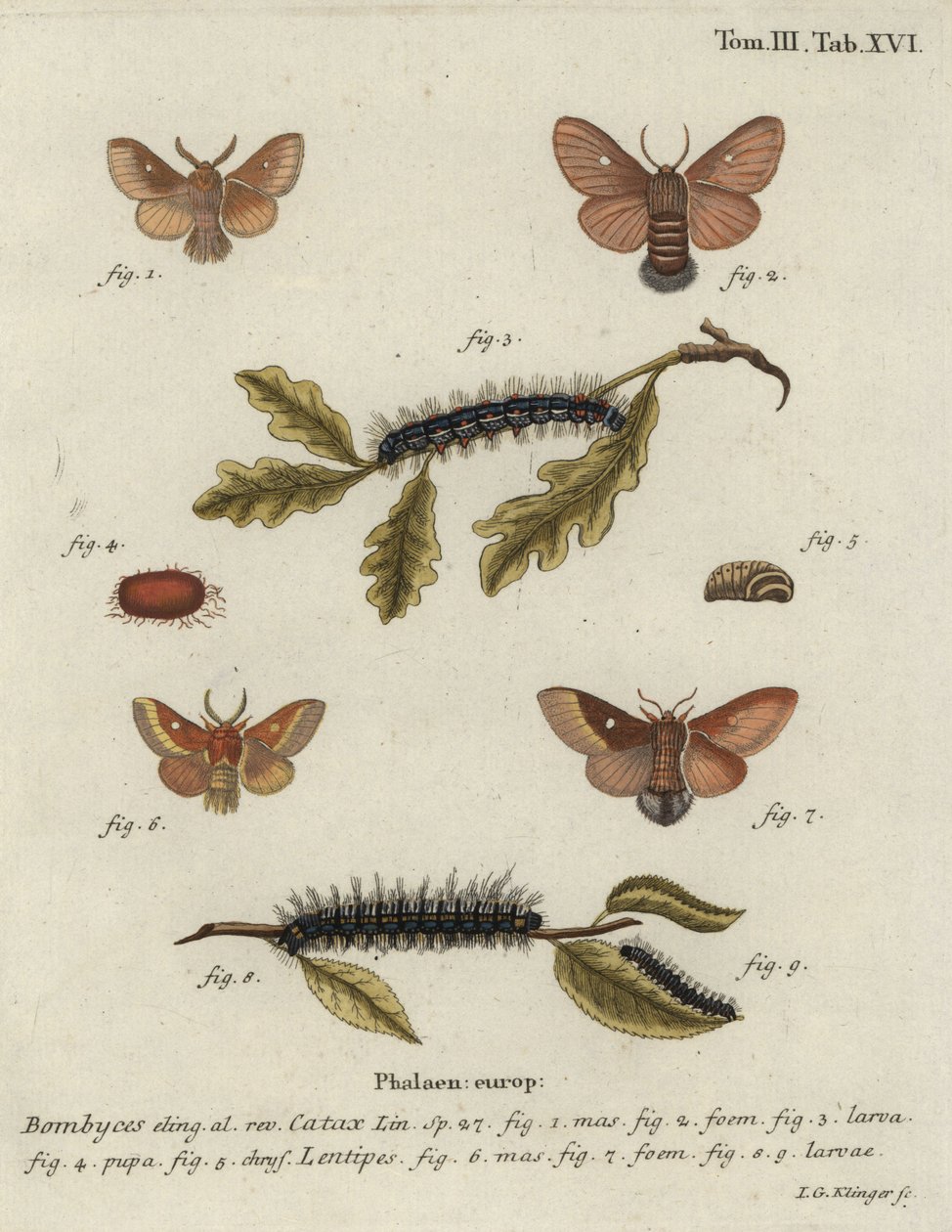 Keleti tojásgar, Eriogaster katax. alkotó: Johann Georg Klinger