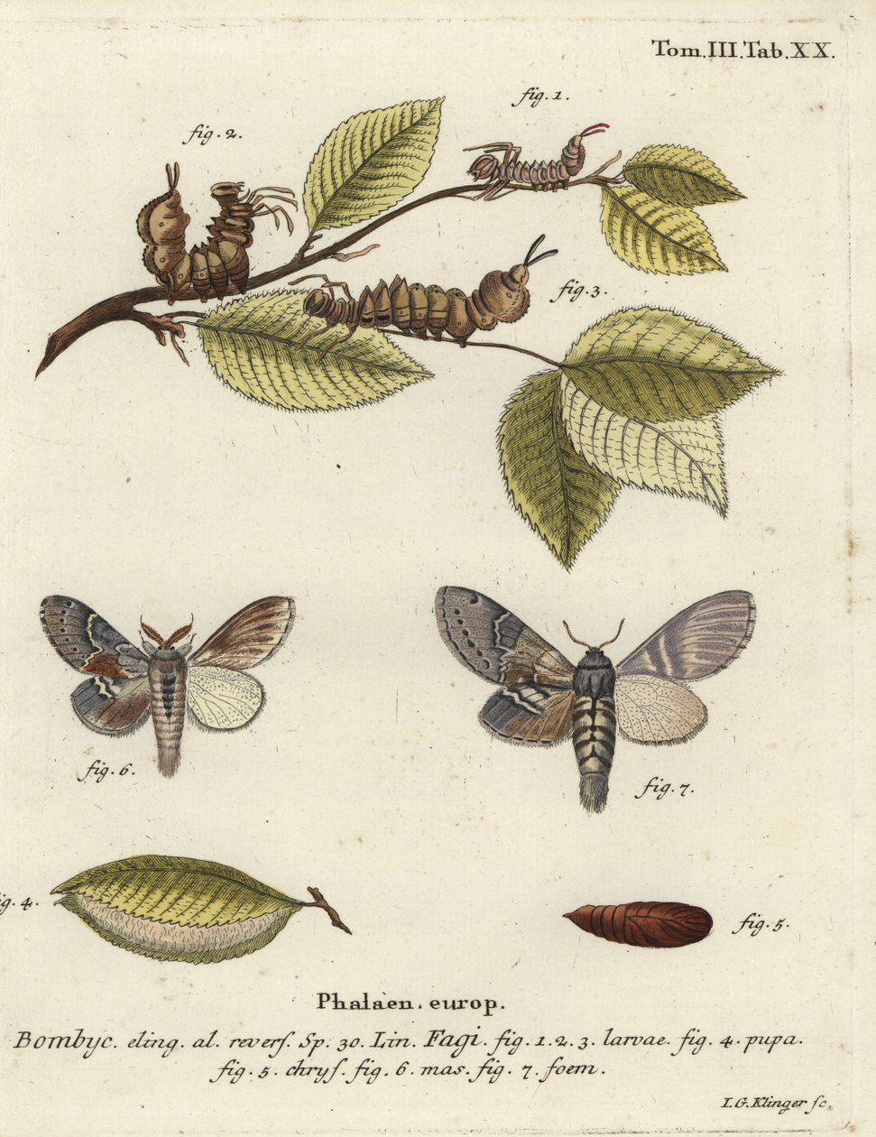 Homármoly, Stauropus fagi. alkotó: Johann Georg Klinger