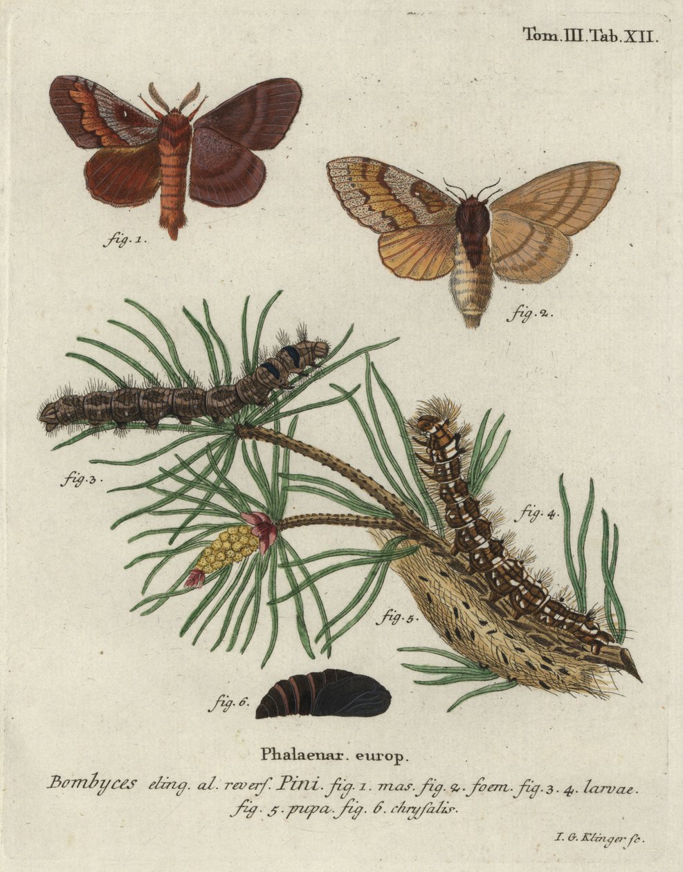 Fenyőfa lappet, Dendrolimus pini. alkotó: Johann Georg Klinger